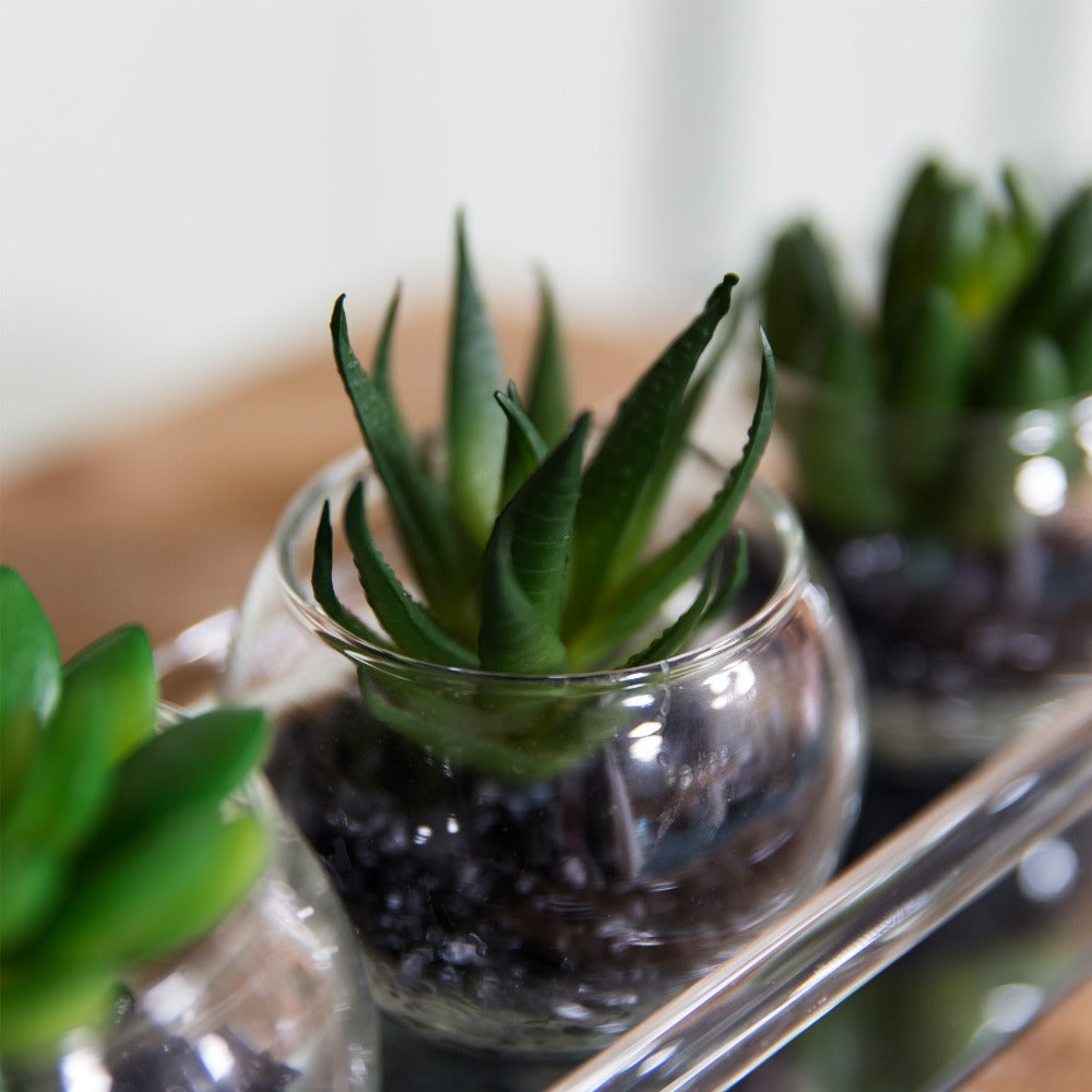Glass Mini Terrariums With A Mirrored Tray Set of 3  A beautiful glass mini terrarium tray with artificial succulents. From the Retreat collection by HESTIA® - create a haven of soothing minimalism at home.